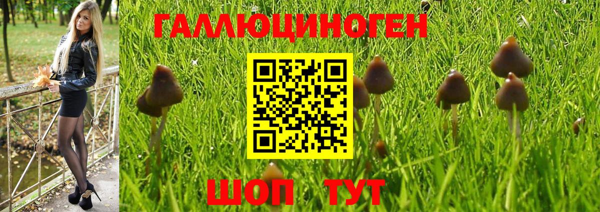 Галлюциногенные грибы Psilocybe  Вход с VPN  Старая Русса 